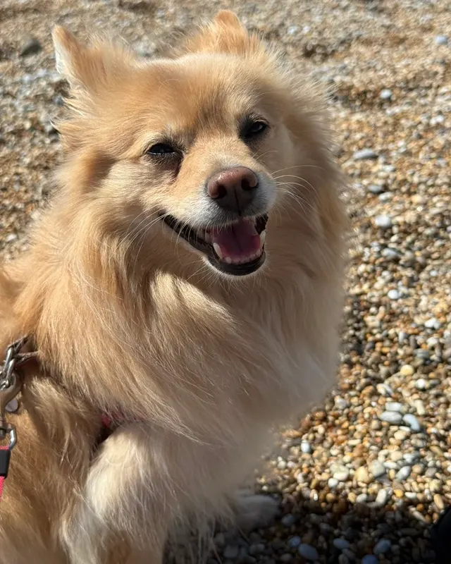 Kira, the real dog, in the sun